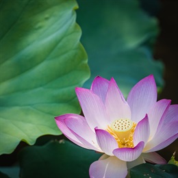 The Wetland Park is one of the best locations in Hong Kong to appreciate the flowers of these water lilies (<i>Nelumbo nucifera</i>).